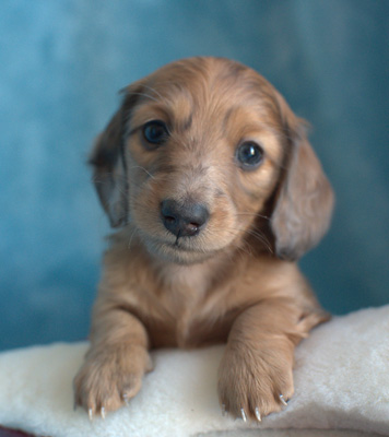 vom treuen wachter long haired mini dachshunds